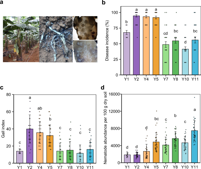 Fig. 2: The occurrence of root-knot nematode disease during continuous banana cultivation.