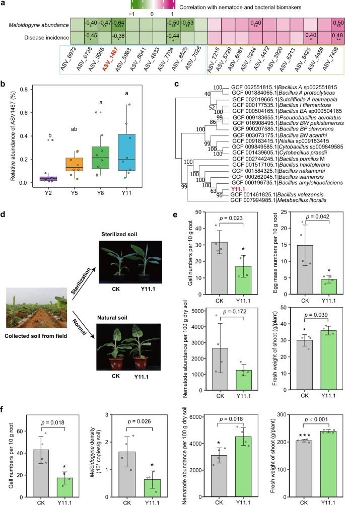 Fig. 5: Rhizobacteria ASV1467 was an essential taxon in root-knot nematode suppression.