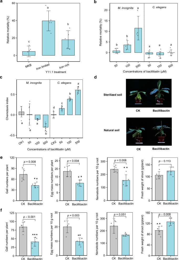 Fig. 6: Effect of bacillibactin on root-knot nematode suppression.