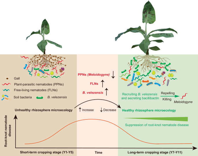 Fig. 7: The mechanism underlying soil suppressiveness to root-knot nematode in long-term banana monoculture.