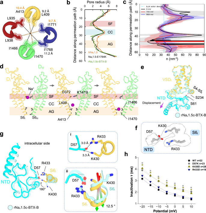 Fig. 2: Open state conformation and NTD-S6I segment interaction.