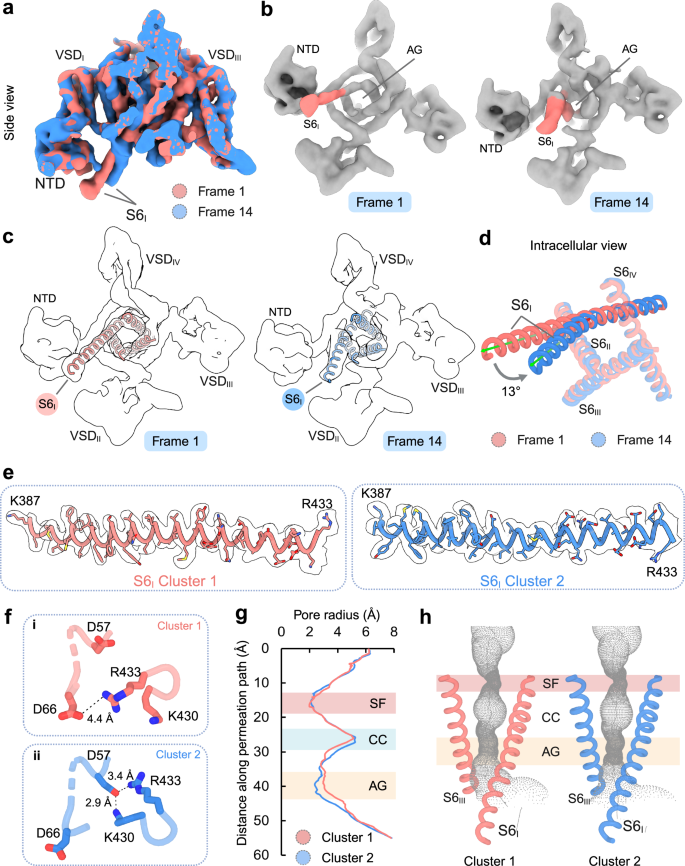 Fig. 3: S6I segment dynamics are associated with activation gate conformation.
