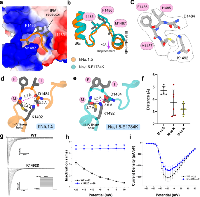 Fig. 4: Salt bridge interactions stabilize the IFM-mediated inactivation.
