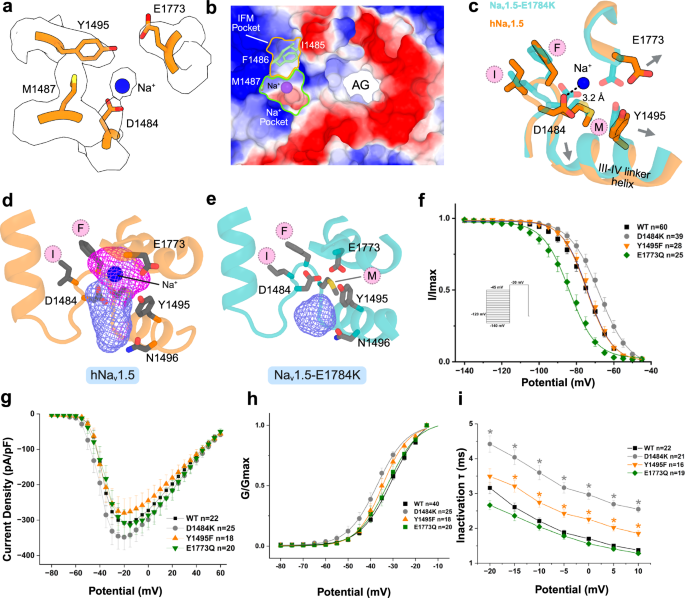 Fig. 5: A secondary Na+ binding site at the IFM motif region.