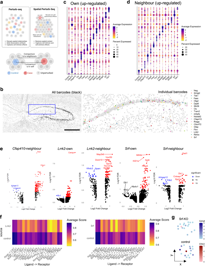 Fig. 2: Analysis of cell-autonomous and non-cell autonomous effects of perturbations and cell-cell communication in hippocampal neurons.