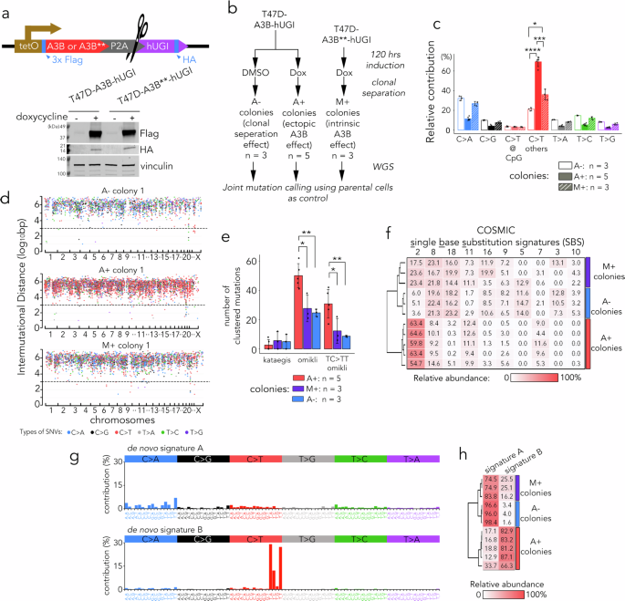 Fig. 1: Detection of A3B deamination sites in BER-deficient T47D cell models.