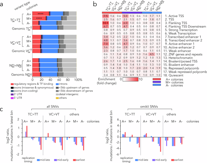Fig. 2: A3B preferentially deaminates genomic regulatory regions.