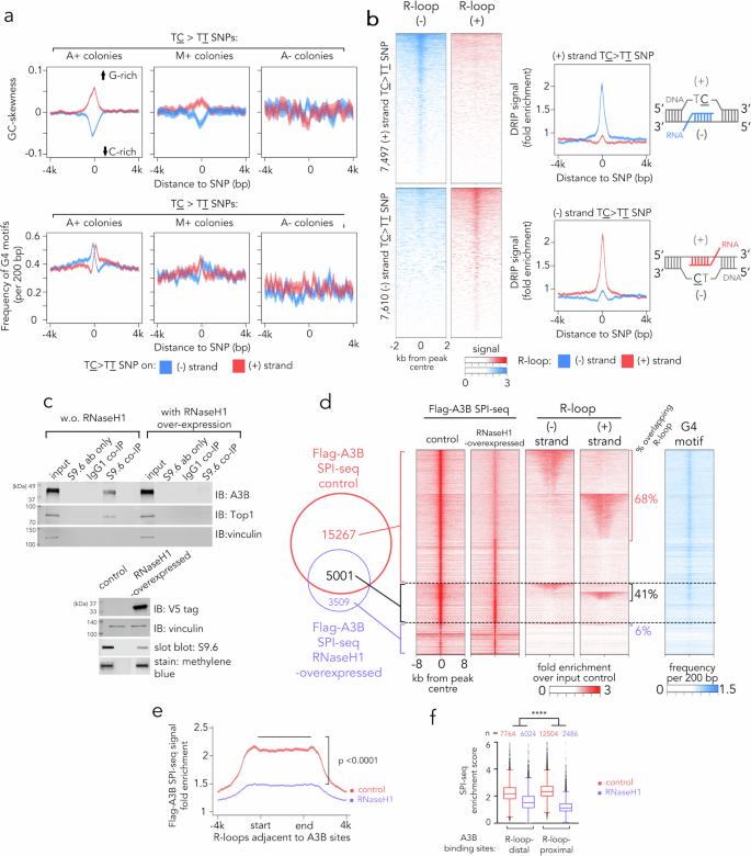 Fig. 3: A3B binds and edits R-loops.