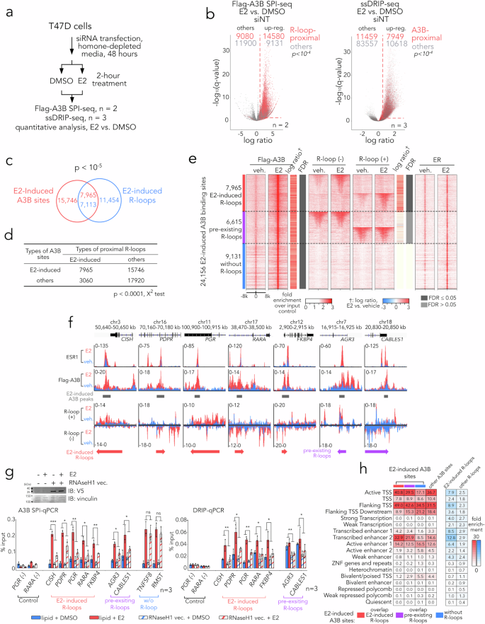 Fig. 4: R-loops induced by ER activation facilitate A3B binding.