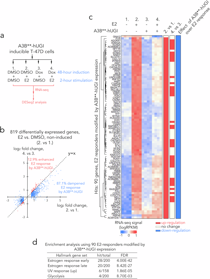 Fig. 6: Blocking base excision repair impairs E2 response.