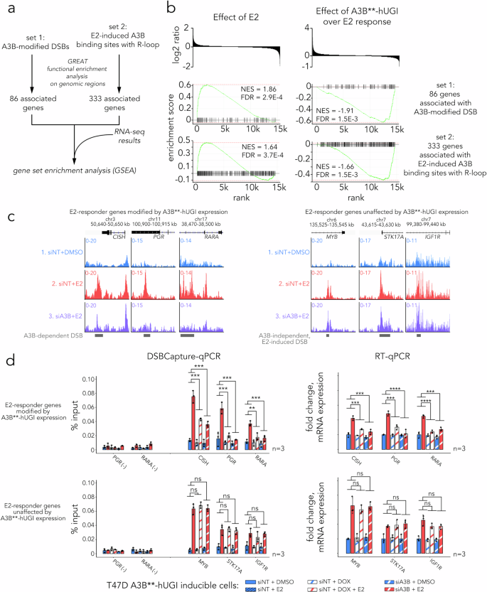 Fig. 7: Formation of A3B-modified DSBs promotes E2-regulated gene transcription.