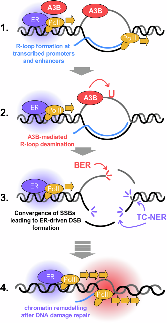 Fig. 8: A3B editing initiates R-loop processing following ER-activation.