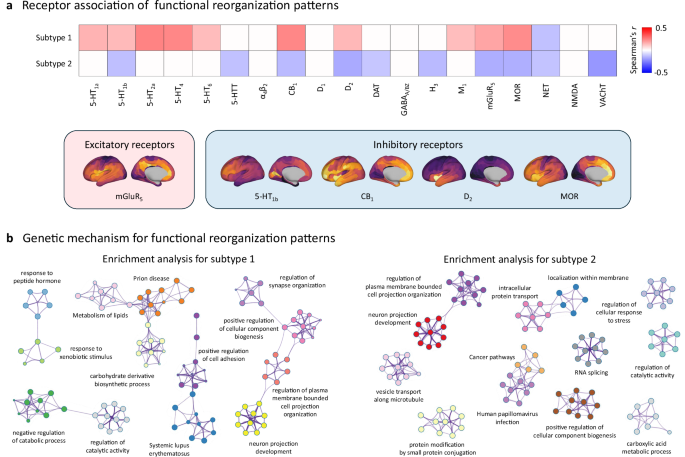 Fig. 6: Molecular and genetic mechanisms underlying functional reorganization in adolescent MDD subtypes.