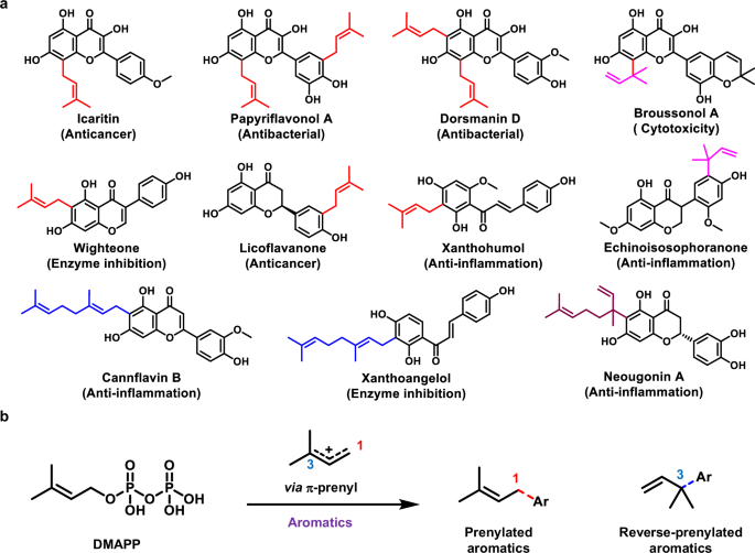 Fig. 1: Common prenylated products.