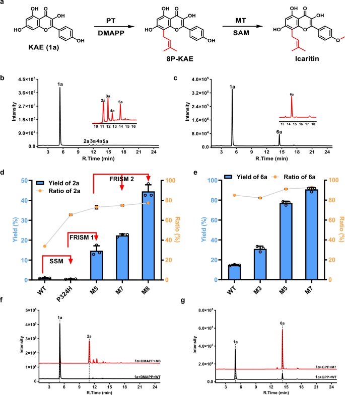 Fig. 2: Evolution of AtaPT for efficient synthesis of prenylated kempferol derivatives.