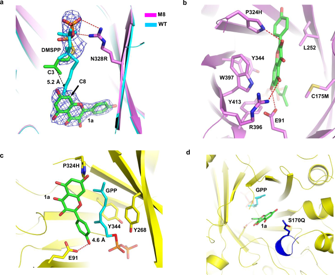 Fig. 3: Structural analysis of M8 and M7.