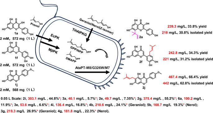 Fig. 6: Biocatalytic cascade reaction for prenylated flavonoid synthesis.