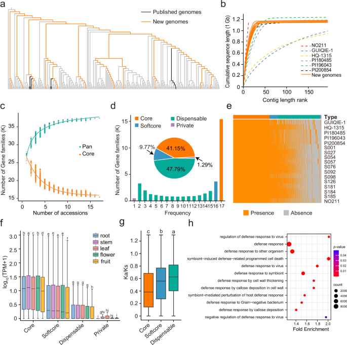 Fig. 2: Pangenome analysis of 17 eggplant accessions.