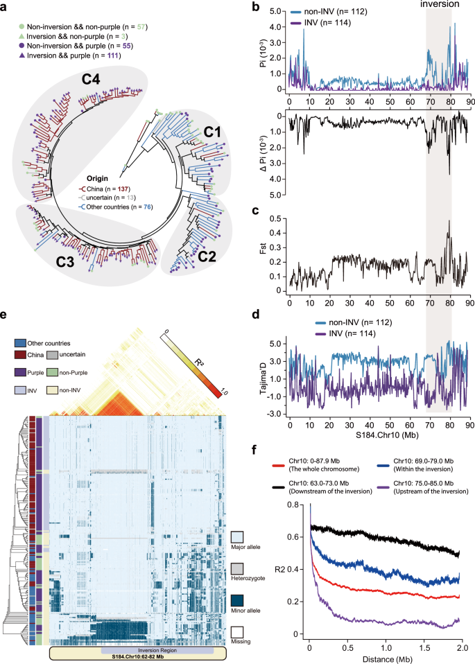 Fig. 5: Genomic diversity reduction and extended haplotype across the 12.4 Mb inversion region.