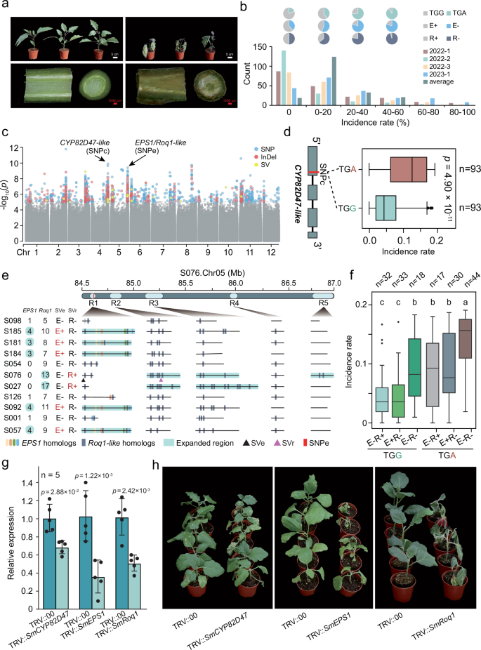 Fig. 6: Candidate loci associated with bacterial wilt resistance obtained from genome-wide association study.