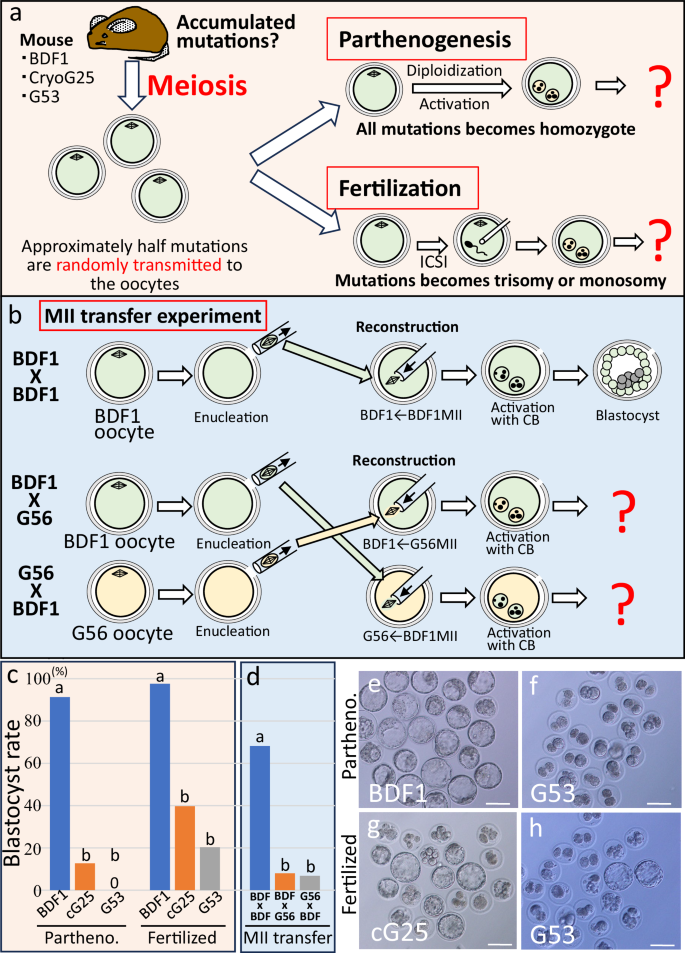 Fig. 4: Normality of oocytes collected from re-cloned mice.