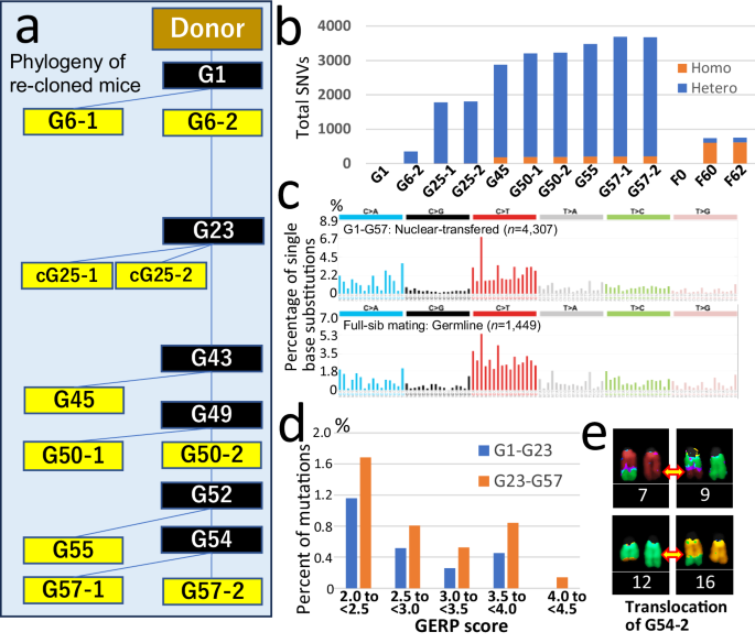 Fig. 5: Mutations identified in re-cloned mice by WGS.