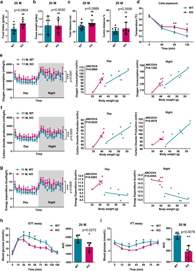 Fig. 2: Aged GSNOR KO mice increase thermogenesis and improve metabolism.