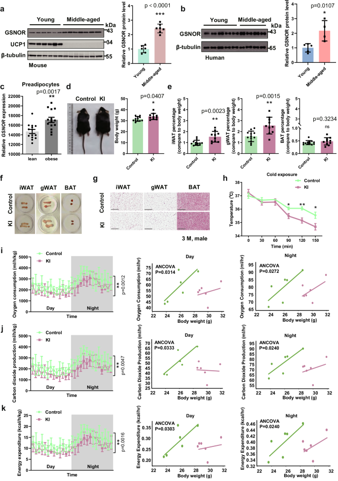 Fig. 3: Adipose-specific GSNOR overexpression mice show obesity and decreased thermogenesis.