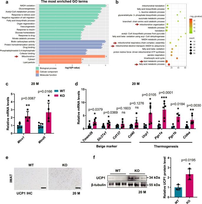 Fig. 4: Aged GSNOR KO mice have higher mitochondrial content and beige adipocytes.