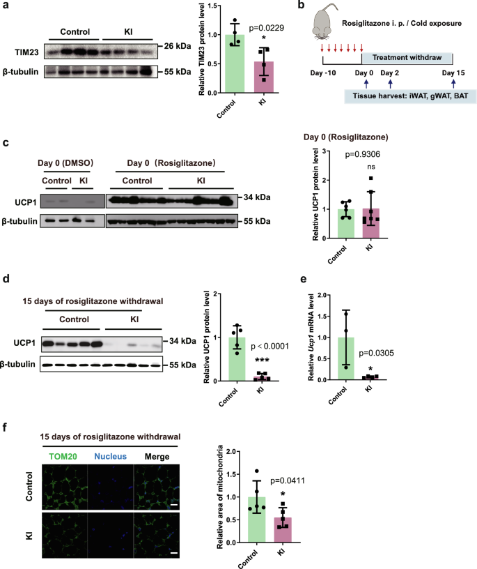 Fig. 5: Adipose-specific GSNOR overexpression promotes adipose tissue whitening.