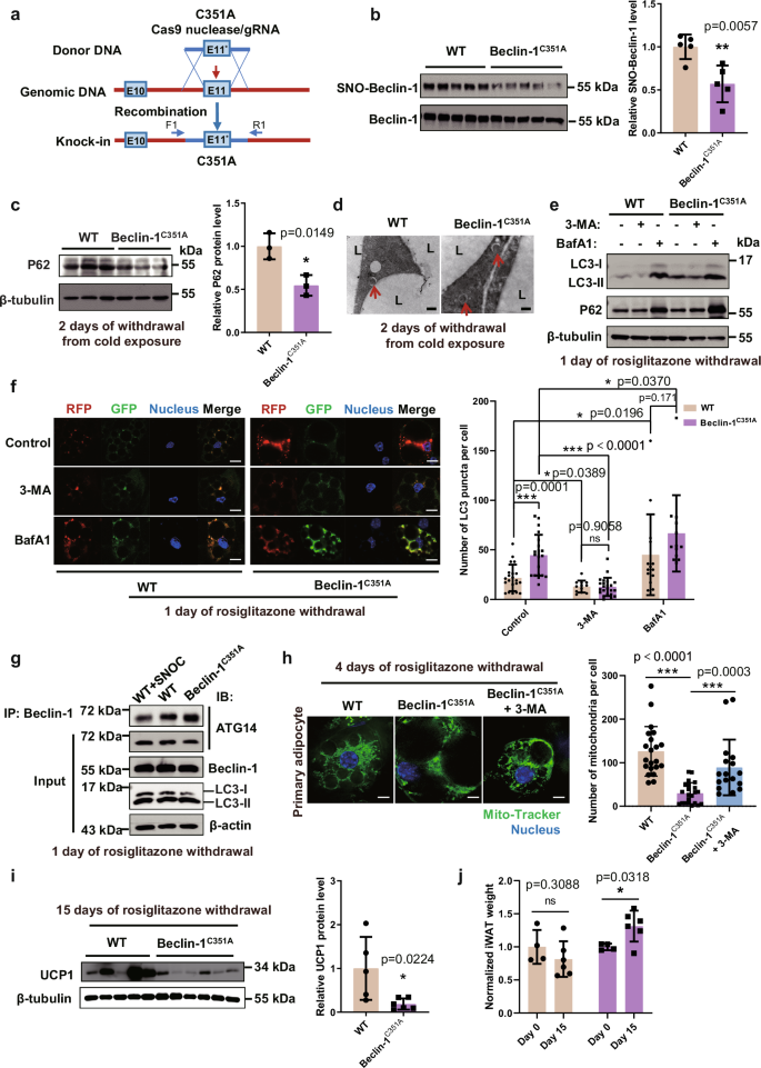 Fig. 7: Beclin-1 S-nitrosation site mutant mice decrease the maintenance of beige adipocytes through increasing autophagy.