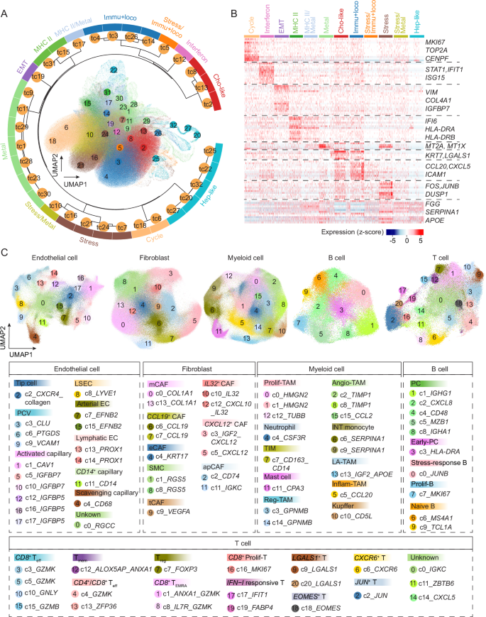 Fig. 2: Landscape of cells in liver cancer.