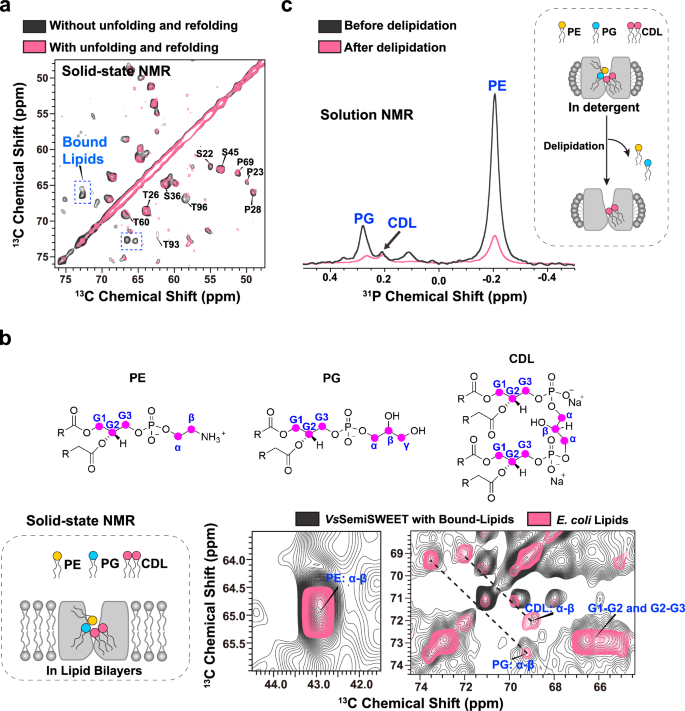 Fig. 1: Identification of co-purified bound lipids in VsSemiSWEET.