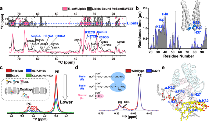 Fig. 3: Analysis of interactions between bound lipids and VsSemiSWEET.