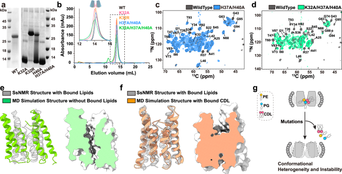 Fig. 4: Lipid binding modulates the oligomeric state and conformation of VsSemiSWEET.