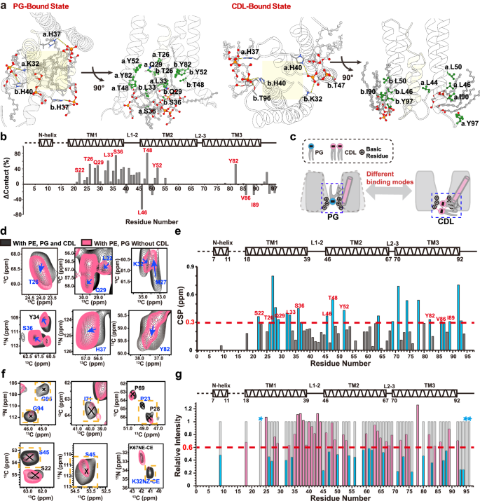 Fig. 5: Regulatory role of PG and CDL binding in VsSemiSWEET, revealed by MD simulations (a, b) and ssNMR experiments (d–g).