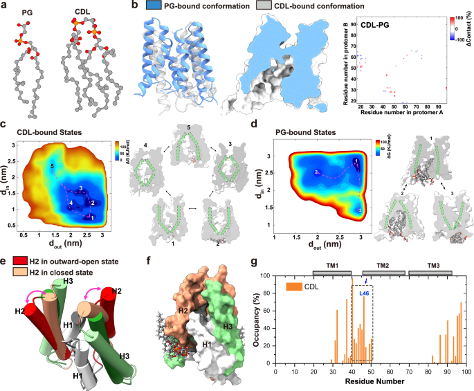 Fig. 6: Functional regulation of VsSemiSWEET by different lipid binding.