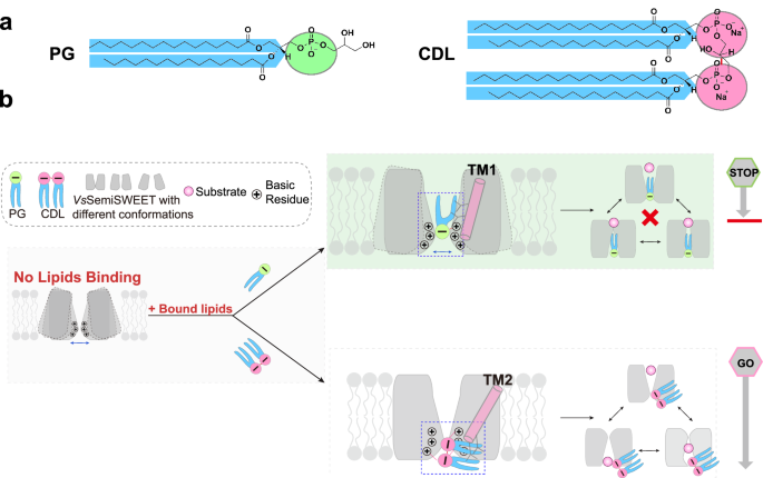 Fig. 7: Distinct lipid–protein interactions and regulatory mechanisms of CDL and PG in VsSemiSWEET.