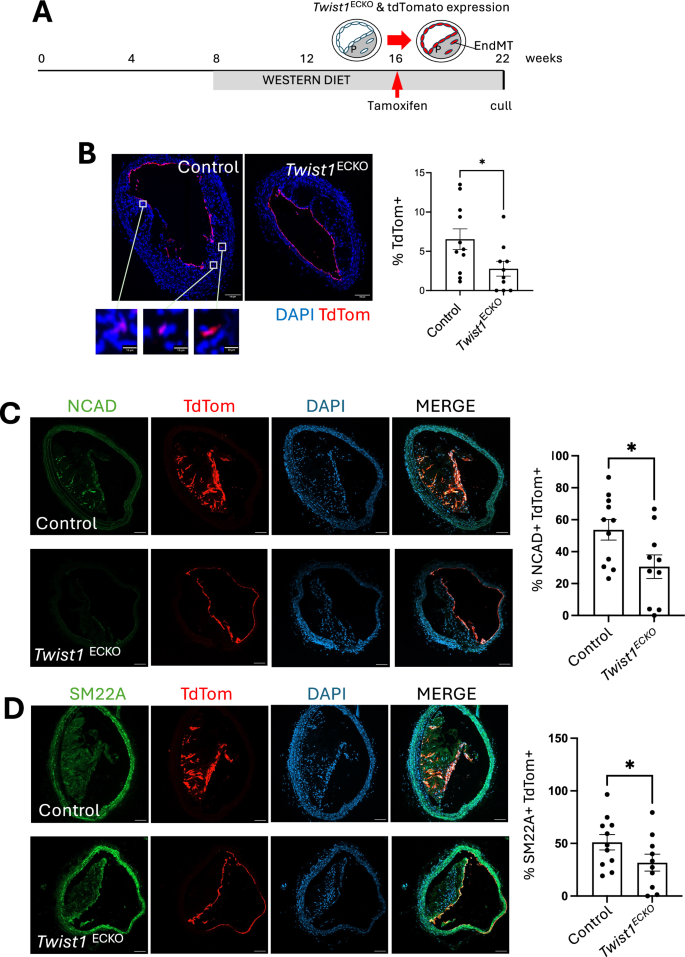 Fig. 2: Twist1 promotes EndMT in vivo.