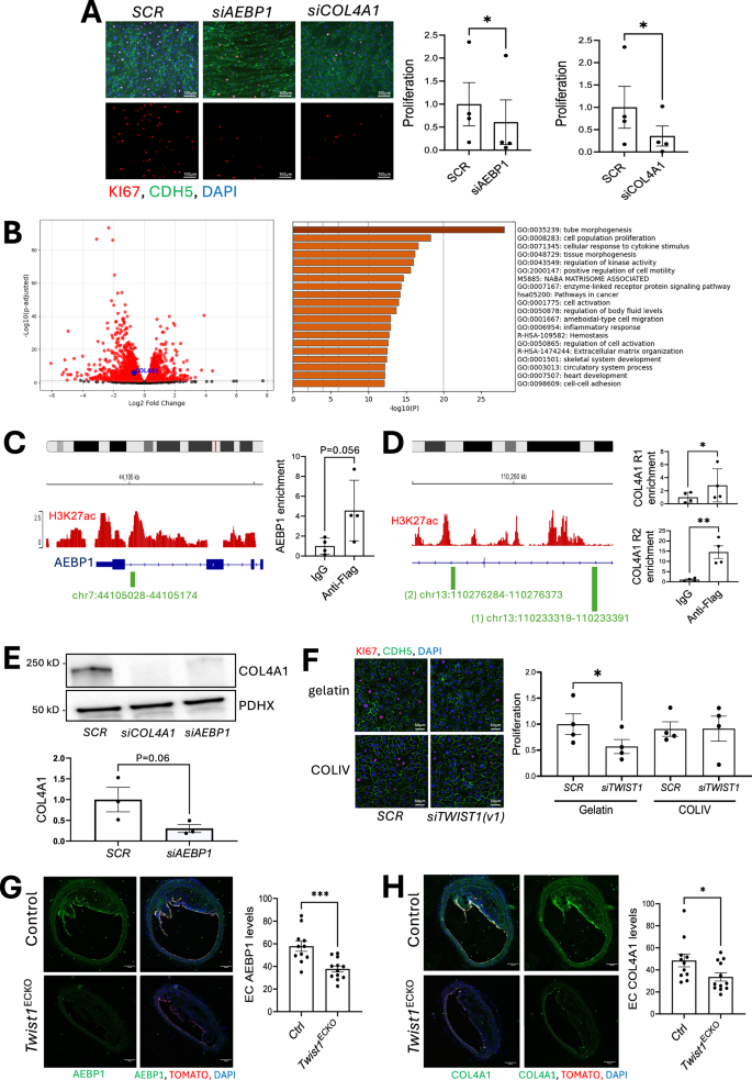 Fig. 5: TWIST1 promotes proliferation of arterial EC via AEBP1-COL4A1 signaling.
