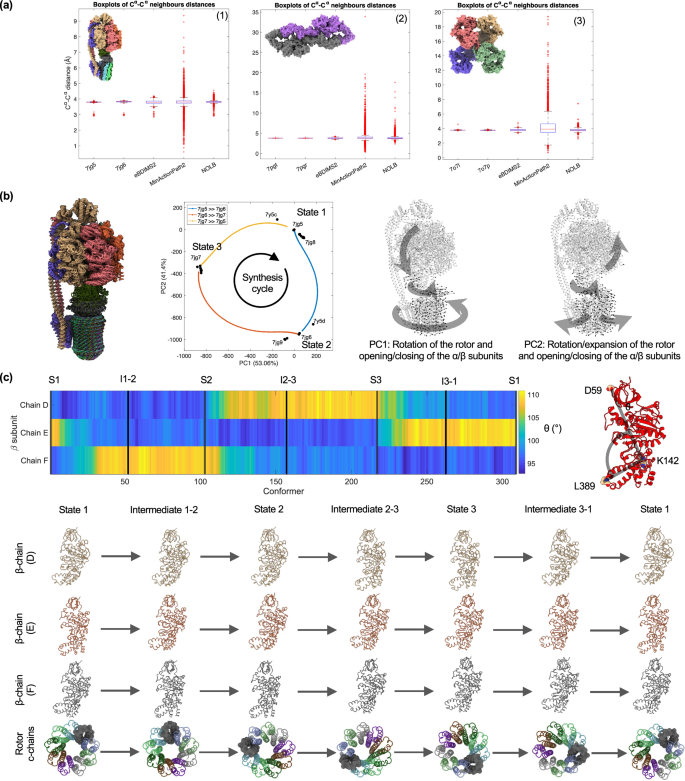 Fig. 4: eBDIMS2 simulates mechanistically smooth transitions also for complex and large-scale conformational changes.