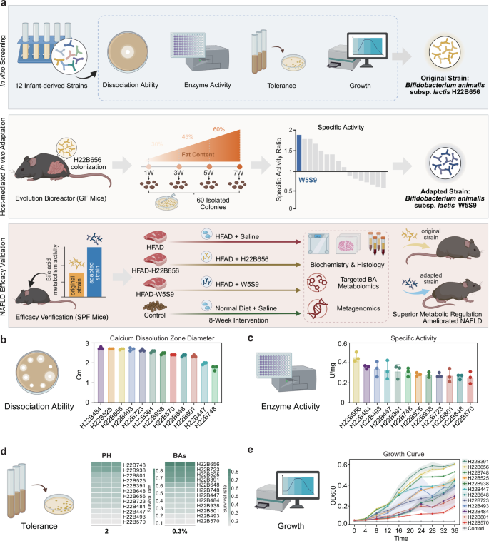 Fig. 1: Experimental design and functional screening of infant-derived Bifidobacterium strains.