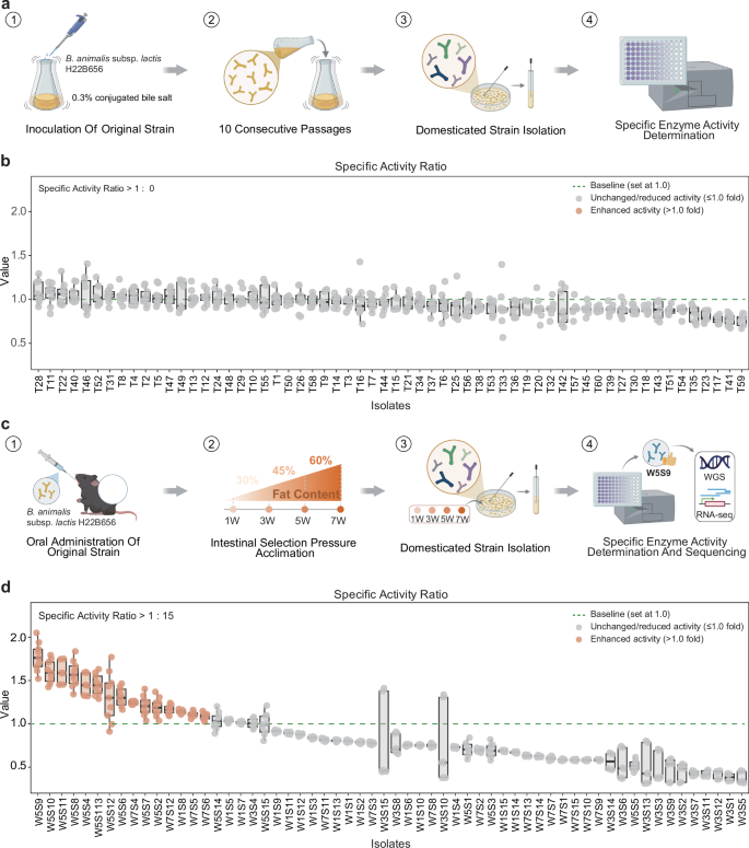 Fig. 2: Comparative efficacy of in vitro and in vivo induction strategies for enhancing bile acid-metabolizing capacity.