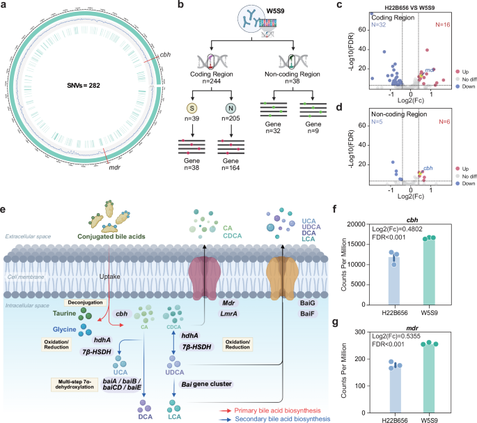 Fig. 3: Genetic and transcriptional remodeling underlying enhanced bile acid metabolism in adapted B.animalis subsp. lactis W5S9.