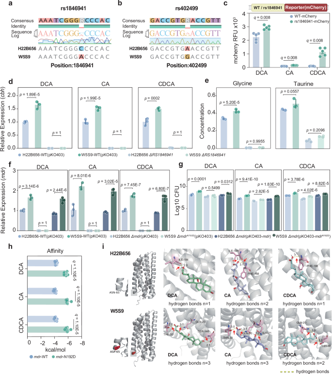 Fig. 4: Functional validation of two key SNVs driving enhanced bile acid-metabolism in the adapted strain W5S9.