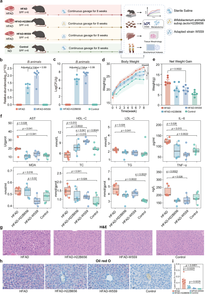 Fig. 5: Comparative efficacy of original B.animalis subsp. lactis H22B656 and adapted B. animalis subsp. lactis W5S9 in preventing diet-induced NAFLD.