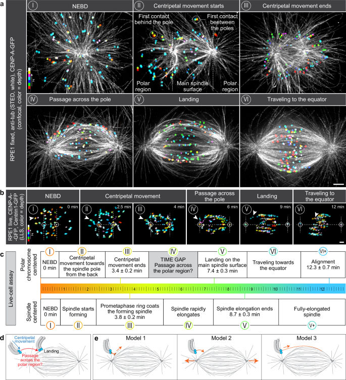 Fig. 1: Polar chromosomes require an additional congression step to pass the polar region.