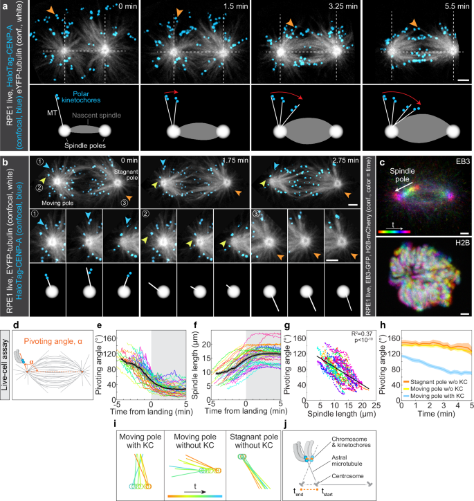 Fig. 2: Polar chromosomes rely on spindle elongation-driven pivoting of astral microtubules to pass the polar region.