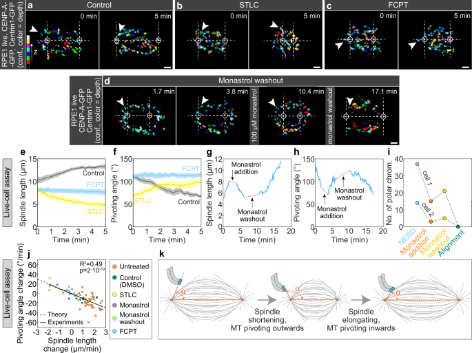 Fig. 3: Centrosome movement determines the direction and magnitude of pivoting.