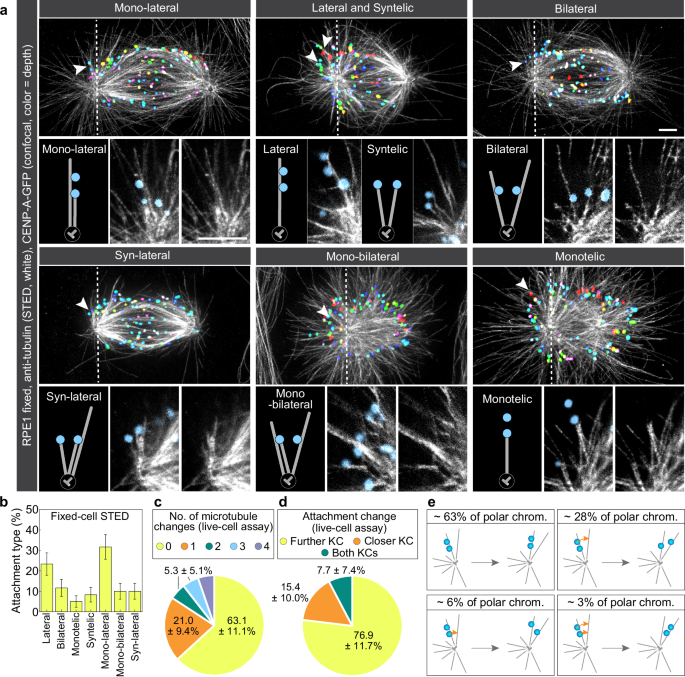 Fig. 4: Polar kinetochores maintain complex attachments with astral microtubules during pivoting.